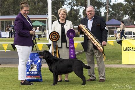 burberry kennels mrs kempin labs perth wa|Dogz Online Member Profile .